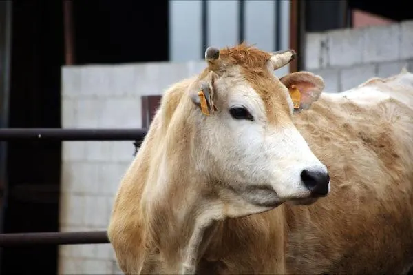 Séjour à la ferme Le Campagnole Bardolino