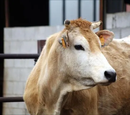 农家乐 Le Campagnole 巴多利诺